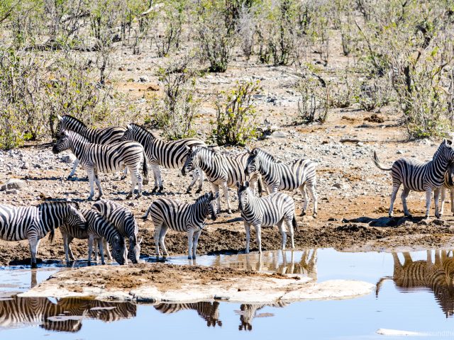 Etosha – great wildlife experience and the battery drama continues …