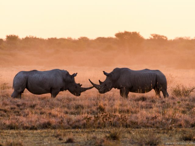Der Osten Botswanas – Begegnungen der besonders außergewöhnlichen Art