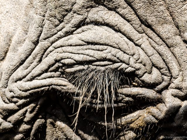 Berührende Begegnung mit Nana – der Elefantengroßmama des Thula-Thula Tierreservates